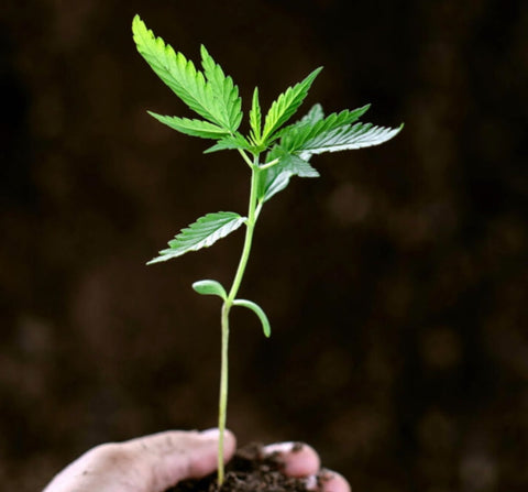 GROW WITH ME (Must be 21)
