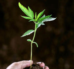 Reservation for Grow with me